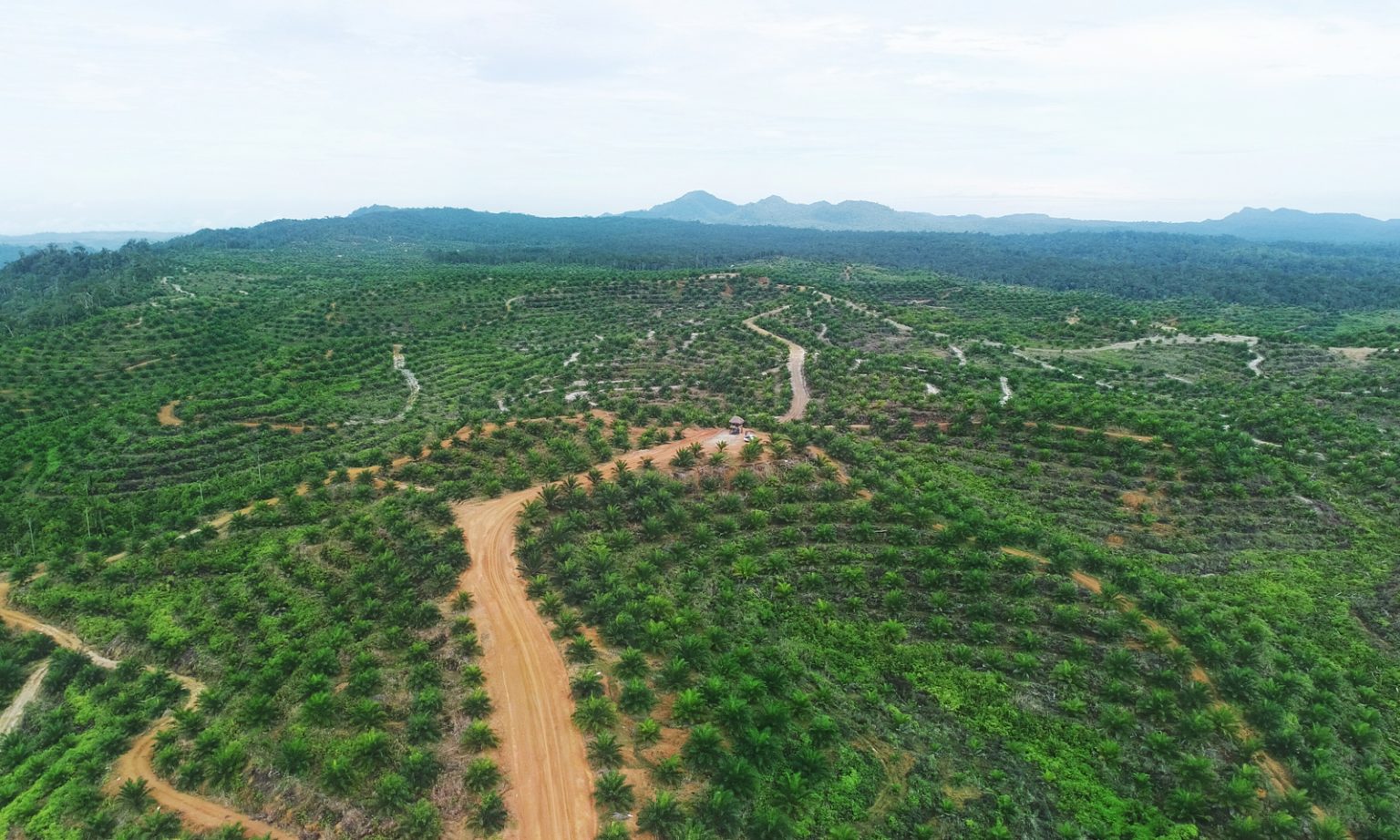 Plantation Puncak Niaga